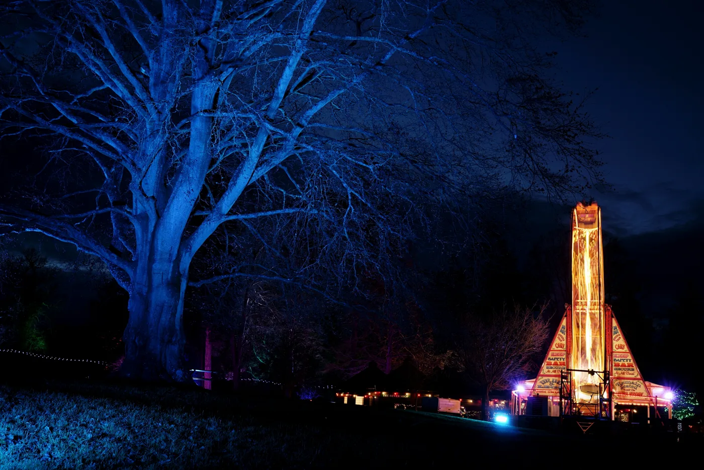 Trees lit blue in the grounds of Hever Castle at Christmas, with the fairground behind.