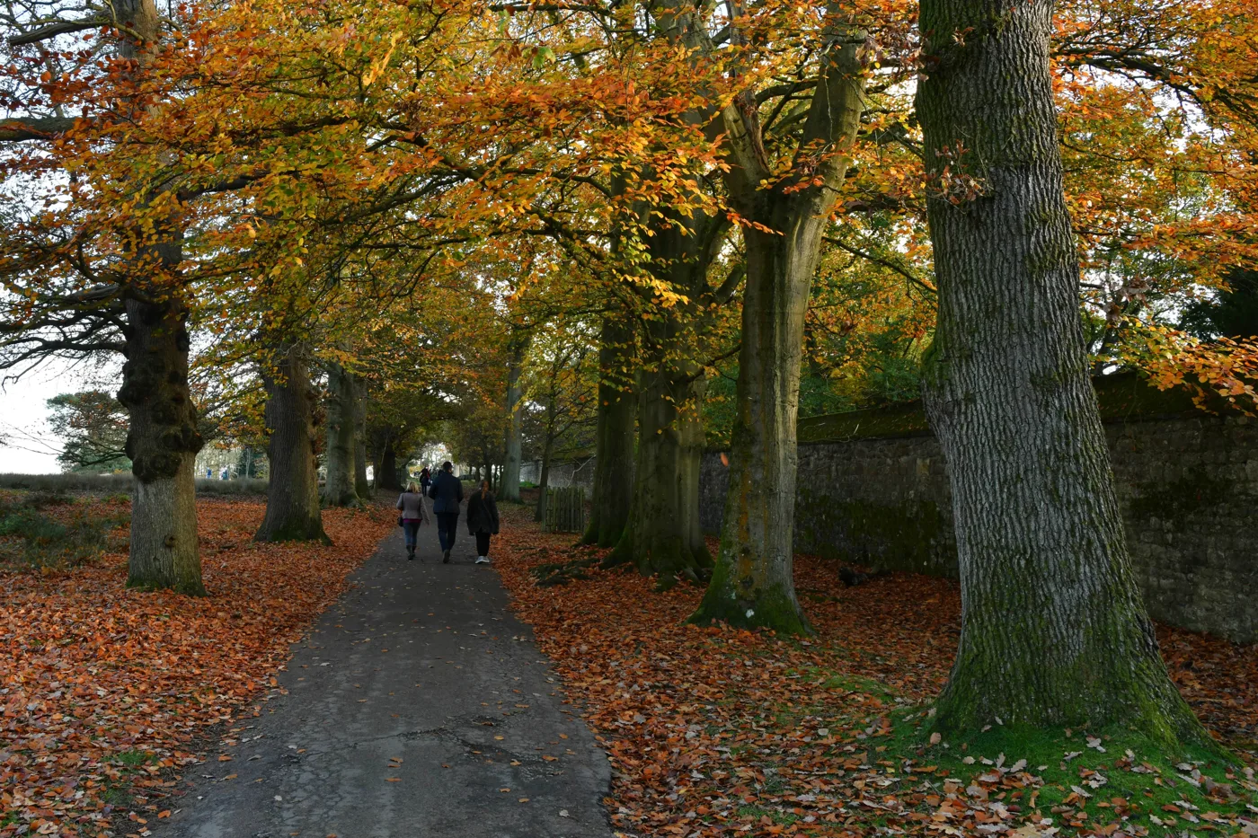 Walkers on a track under the beech avenue in Knole Park, Sevenoaks, in autumn.