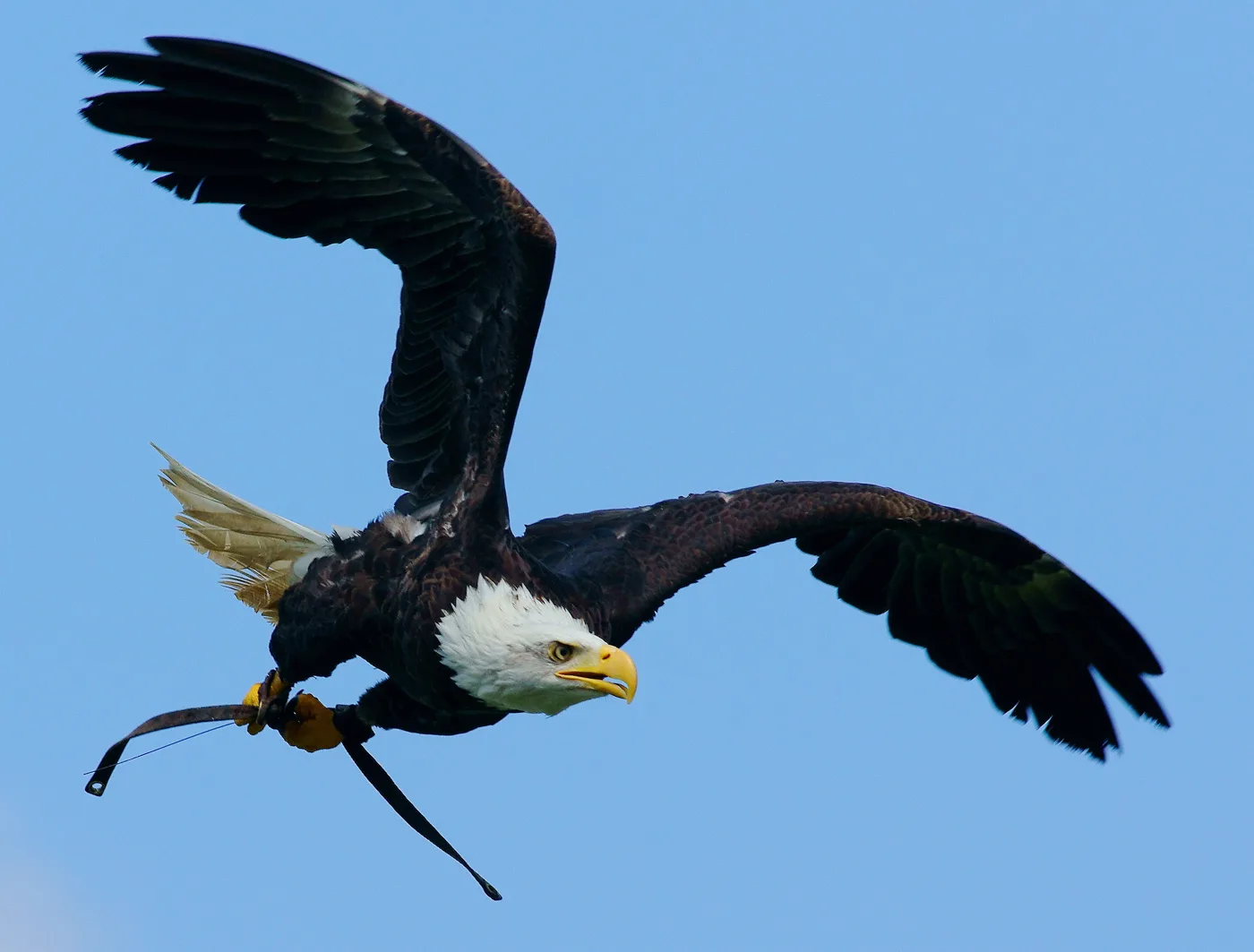 A bald eagle in flight at Eagle Heights, Eynsford.