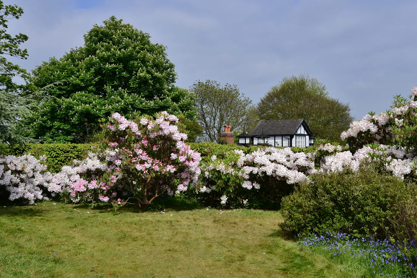 Rhododendrons in bloom against the clipped hedge at Emmetts Garden in late spring, with an estate building behind. The garden's other colour season is the autumn leaves.