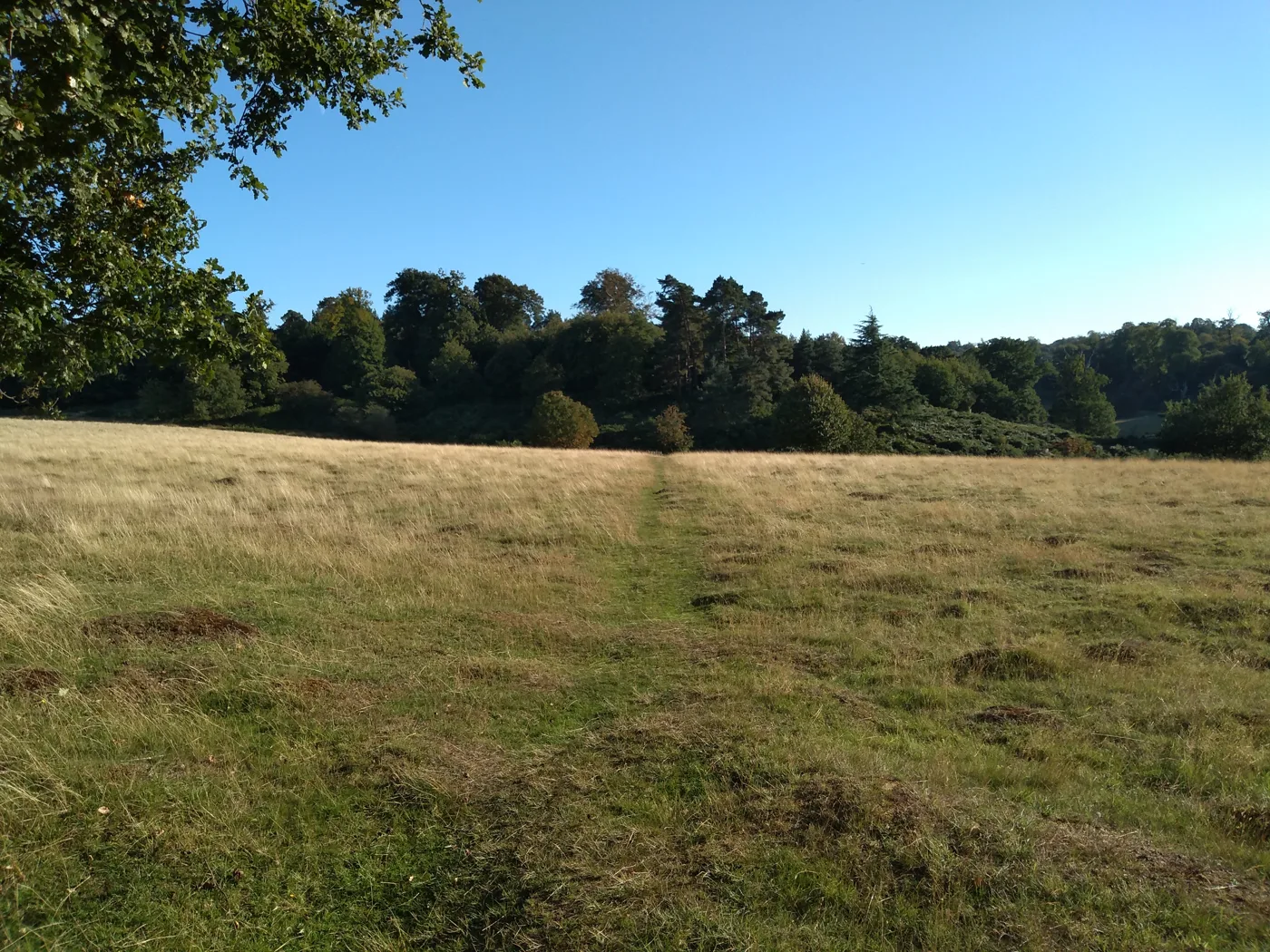A grass footpath through Knole Park on the edge of Sevenoaks
