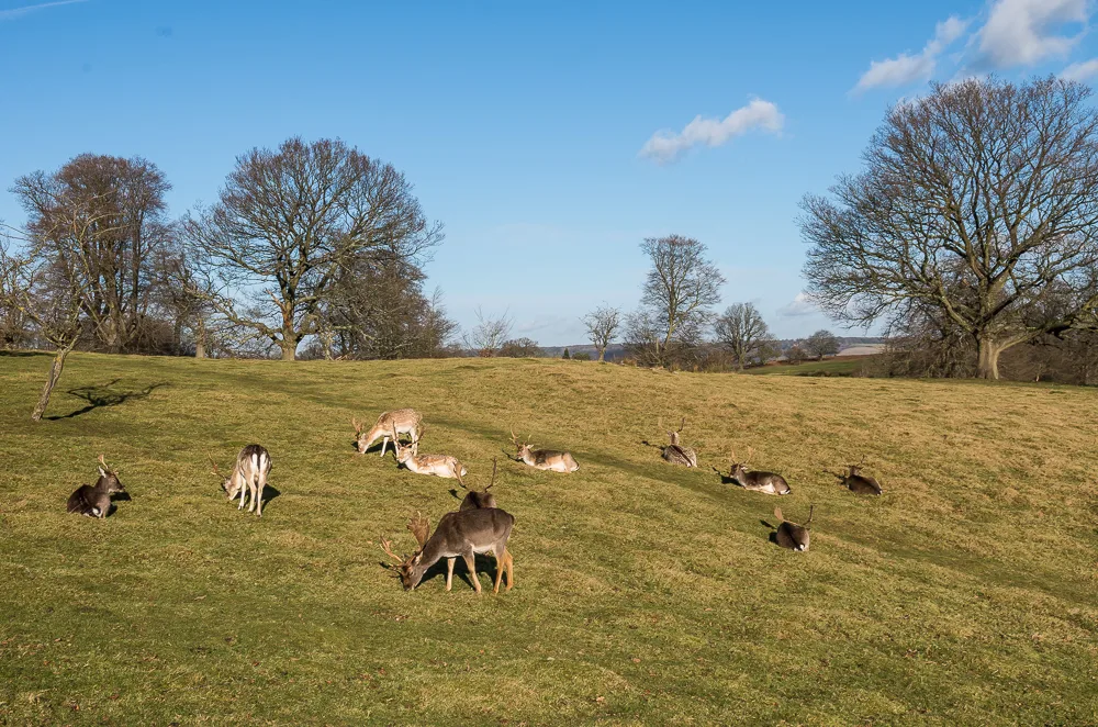 Fallow deer grazing and resting in the open parkland at Knole, the last medieval deer park in Kent.