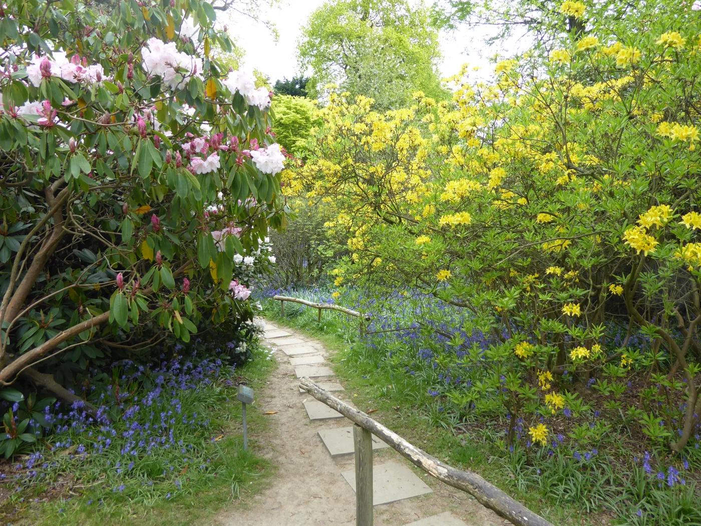 Rhododendrons, azaleas and bluebells along one of the woodland paths at Riverhill Himalayan Gardens in spring.
