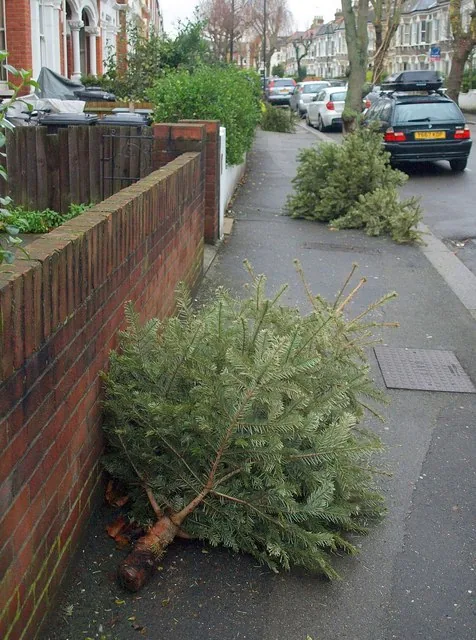 Christmas trees left out for collection after the holiday. Photographed in Clapham, not in Sevenoaks.