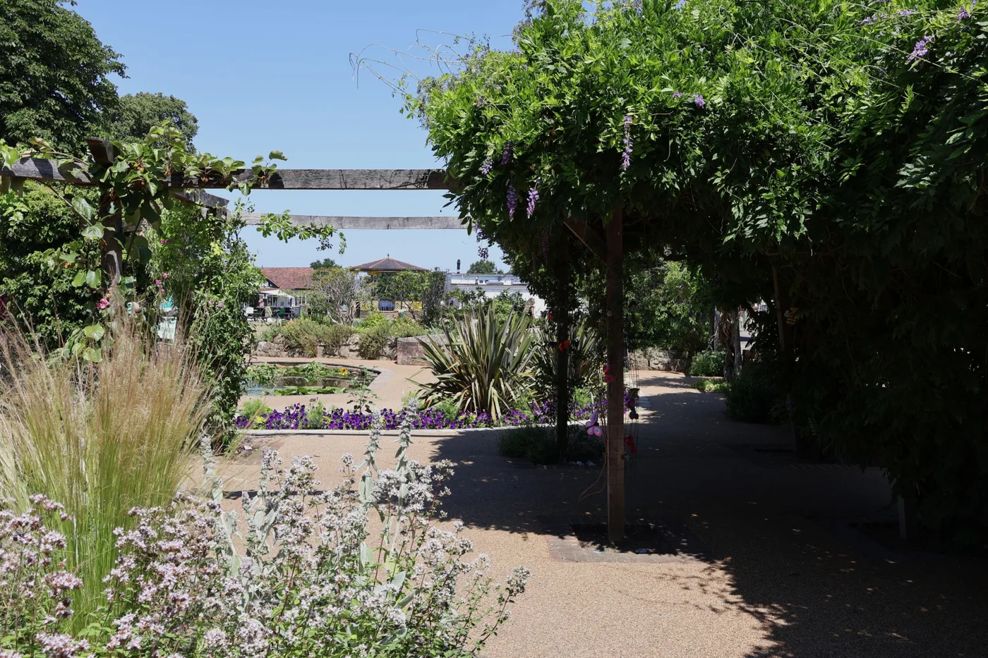 A path under a wisteria-covered pergola in the Vine Gardens, with purple bedding plants and a pond beyond