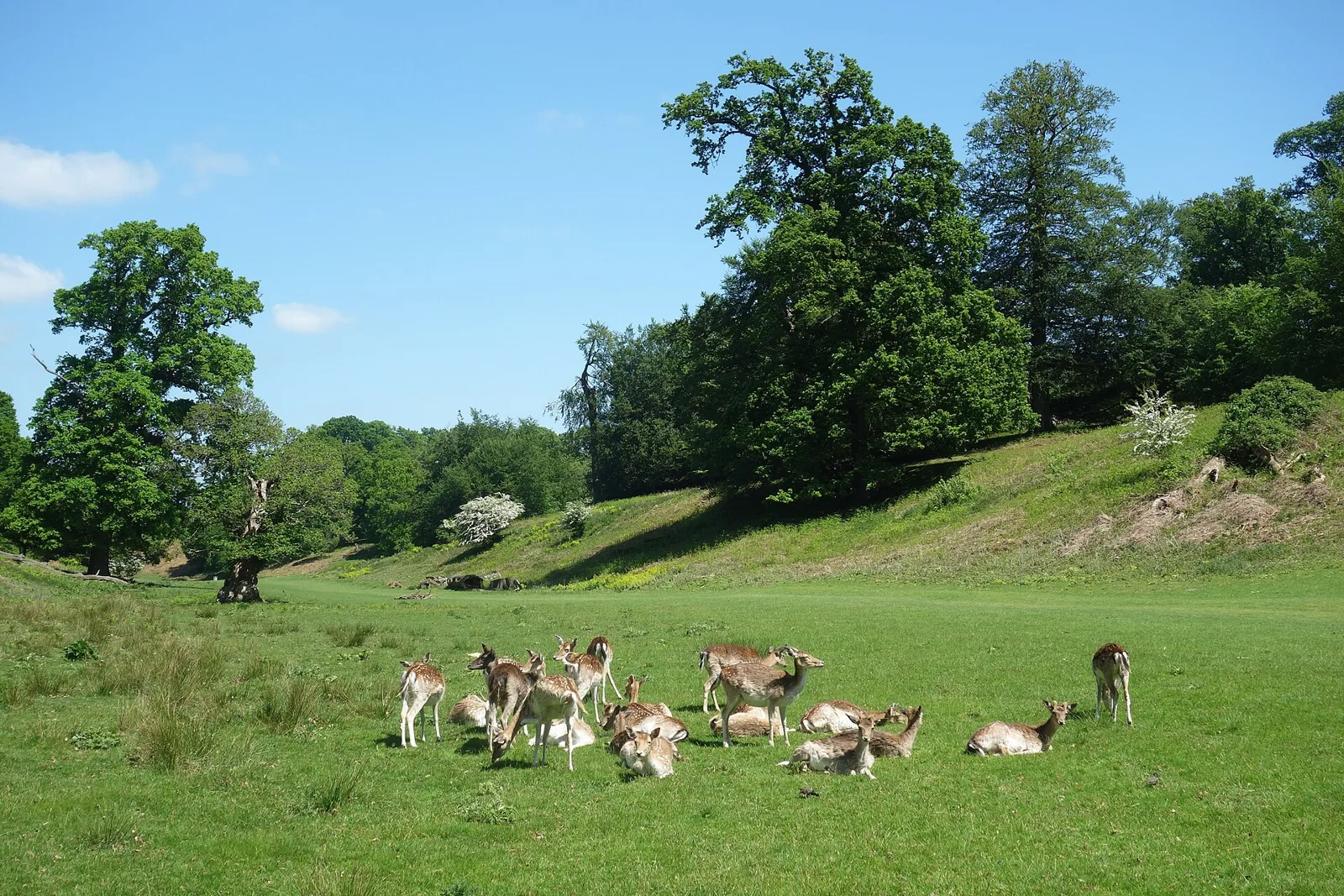 Fallow deer in Knole Park, Sevenoaks