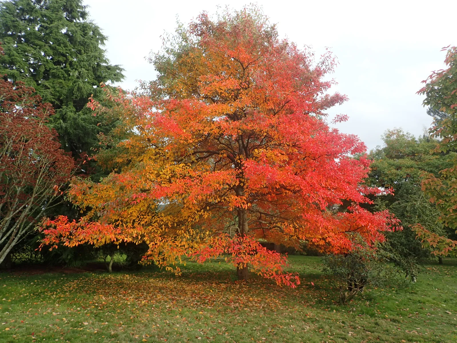 Autumn colour in Emmetts Garden, Ide Hill